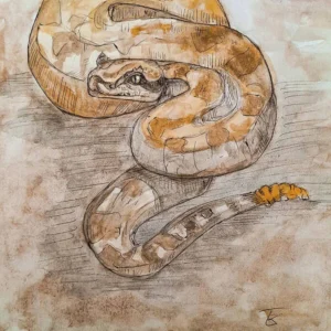 Texas Edition - Western Diamondback Rattlesnake 10.50″ x 14.00″ Art Print