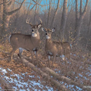 Morning Sun - Whitetail Deer – 11″ x 14″ Art Print