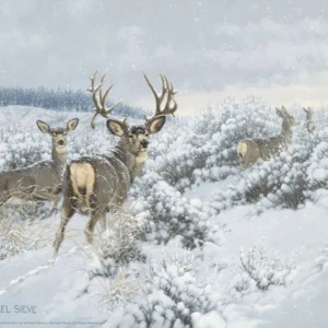 Winter Range Mule Deer – 11″ x 14″ Art Print