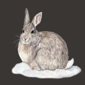 Cottontail Rabbit in the Snow Greeting Cards (Pack of 10)