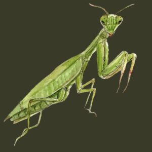 Praying Mantis Greeting Cards (Pack of 10)
