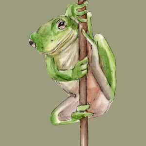 American Green Tree Frog Greeting Cards (Pack of 10)