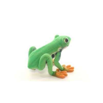 Hansa Red Eyed Tree Frog