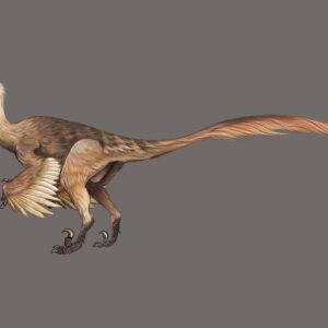 Velociraptor, Scientifically Accurate Greeting Cards (Pack of 10)