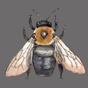 The Carpenter Bee Greeting Cards (Pack of 10)