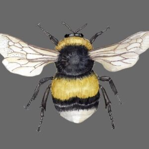 The Bumblebee Greeting Cards (Pack of 10)