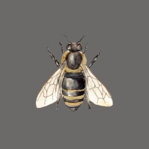 The Honey Bee Greeting Cards (Pack of 10)