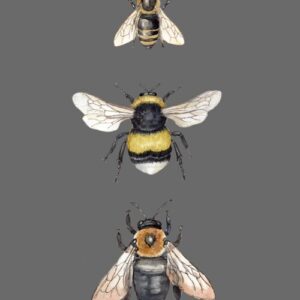 The Art of Bee Collection Greeting Cards (Pack of 10)