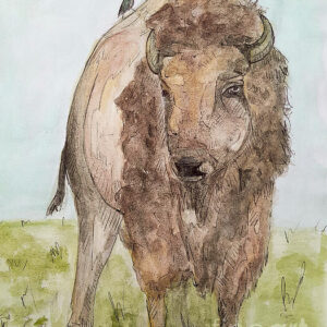 Prairie Dweller - American Bison Greeting Cards (Pack of 10)