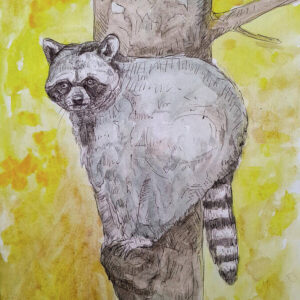 A Little Mischief - Raccoon – 10.50″ x 14.00″ Art Print