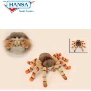 Hansa Jumping Spider