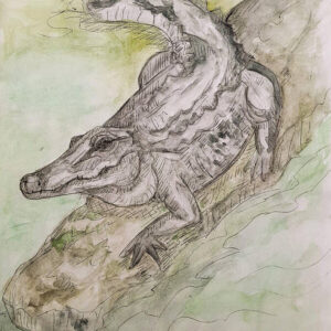 Swamp Fever - American Alligator 10.50″ x 14.00″ Art Print