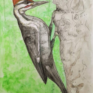 Mealtime - Pileated Woodpecker 10.50″ x 14.00″ Art Print