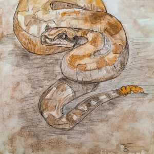 Texas Edition - Western Diamondback Rattlesnake Greeting Cards (Pack of 10)