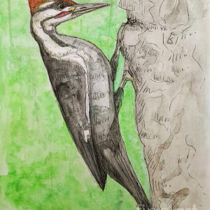 Mealtime - Pileated Woodpecker Greeting Cards (Pack of 10)