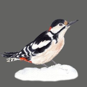 Downy Woodpecker in the Snow Greeting Cards (Pack of 10)