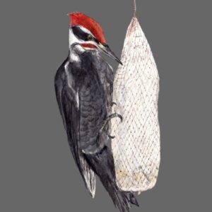 Pileated Woodpecker at Feeder Greeting Cards (Pack of 10)