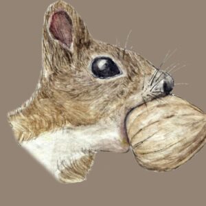 The Squirrel and the Acorn Greeting Cards (Pack of 10)
