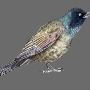 Common Grackle Greeting Cards (Pack of 10)
