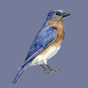 Eastern Bluebird Greeting Cards (Pack of 10)