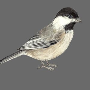 Black-Capped Chickadee Greeting Cards (Pack of 10)