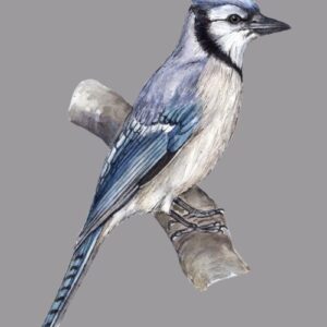 Perching Blue Jay Greeting Cards (Pack of 10)