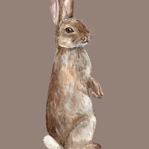 Curious Bunny Rabbit Greeting Cards (Pack of 10)