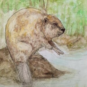 Beaver at Work Greeting Cards (Pack of 10)