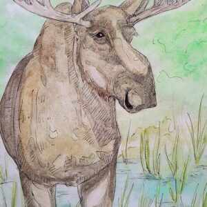 Wading Bull Moose Greeting Cards (Pack of 10)