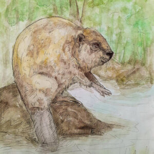 Beaver at Work Art Print (10.50″ x 14.00″)