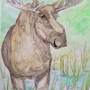 Wading Bull Moose Art Print (10.50″ x 14.00″)