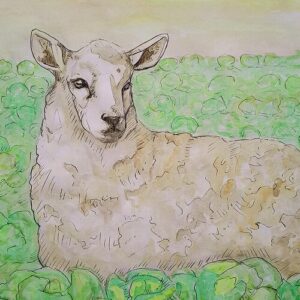 Sheep Laying Down Art Print (10.50″ x 14.00″)