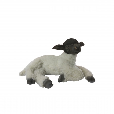 Hansa Sheep Suffolk Laying