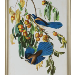Audubon Blue Jay II – Brushed Gold Wood Frame with Glass – 51h x 35w x 1.25d