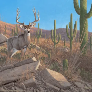 Sonora Sunrise - Mule Deer – 11″ x 14″ Art Print