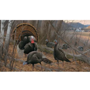 Chisholm Turkey - 18" x 36" Gallery Wrapped Canvas