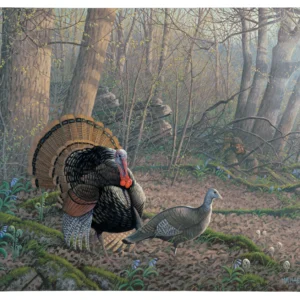 Tom Foolery - Turkeys - 19" x 24" Gallery Wrapped Canvas