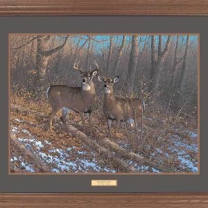 Framed Morning Sun - Whitetail Deer - 17″ x 23″ GNA Premium Print
