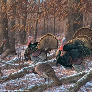 Thinkin Spring - Turkeys – 11″ x 14″ Art Print