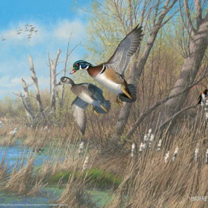Sunday's Best Wood Ducks – 11″ x 14″ Art Print