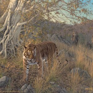 Royal Hunt - Tiger – 11″ x 14″ Art Print
