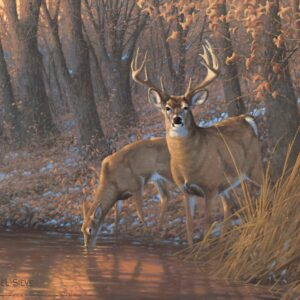 Woodland Water Hole - White Tail Deer - 11″ x 14″ Art Print