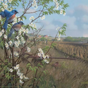 Springtime Blues - Bluebirds – 11″ x 14″ Art Print