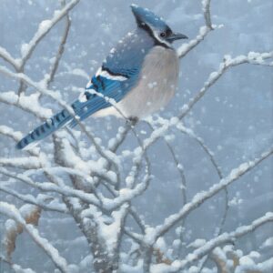 Blue Jay Study – 11″ x 14″ Art Print