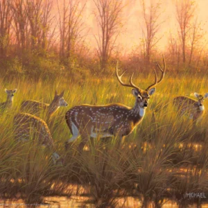 Chital Deer – 11″ x 14″ Art Print