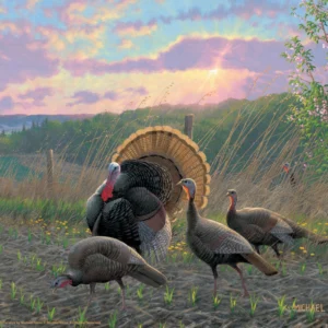 Golden Fan Club Turkeys – 11″ x 14″ Art Print