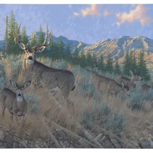 Magic Hour - Mule Deer - 19" x 24" Gallery Wrapped Canvas