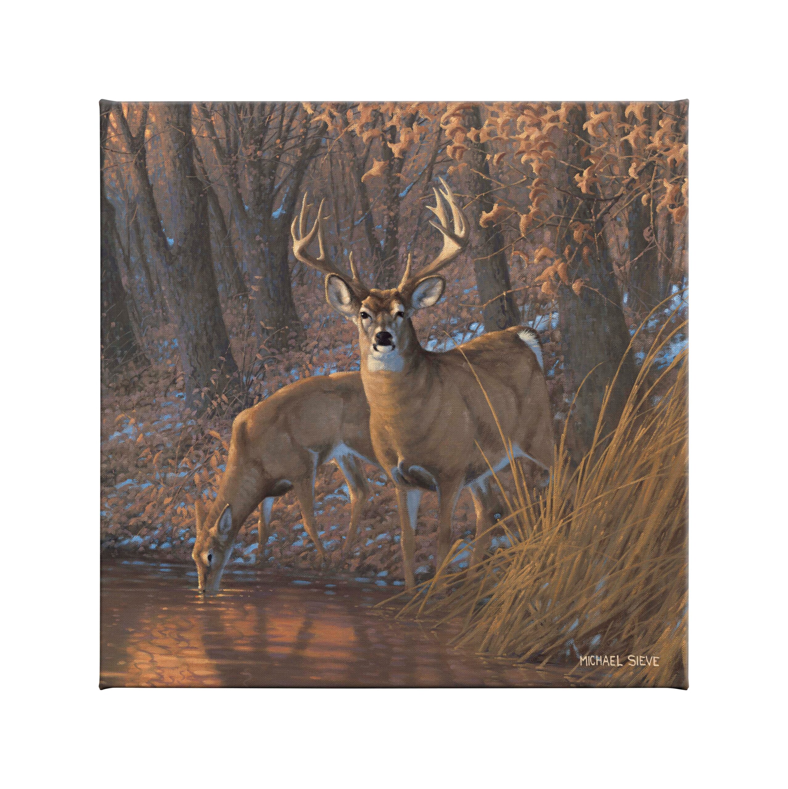 Woodland Water Hole White Tail Deer - 14" x 14" Gallery Wrapped Canvas