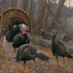 Chisholm Turkey – 11″ x 14″ Art Print