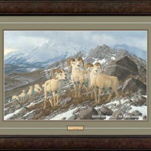 Framed Alpine Kings - Dall Sheep - 17.5" x 28" Limited Edition Paper